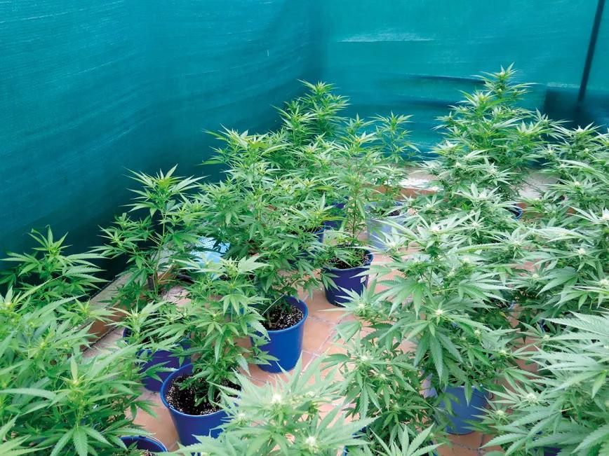 ¡Cosecha en julio!: la técnica de la floración forzada 