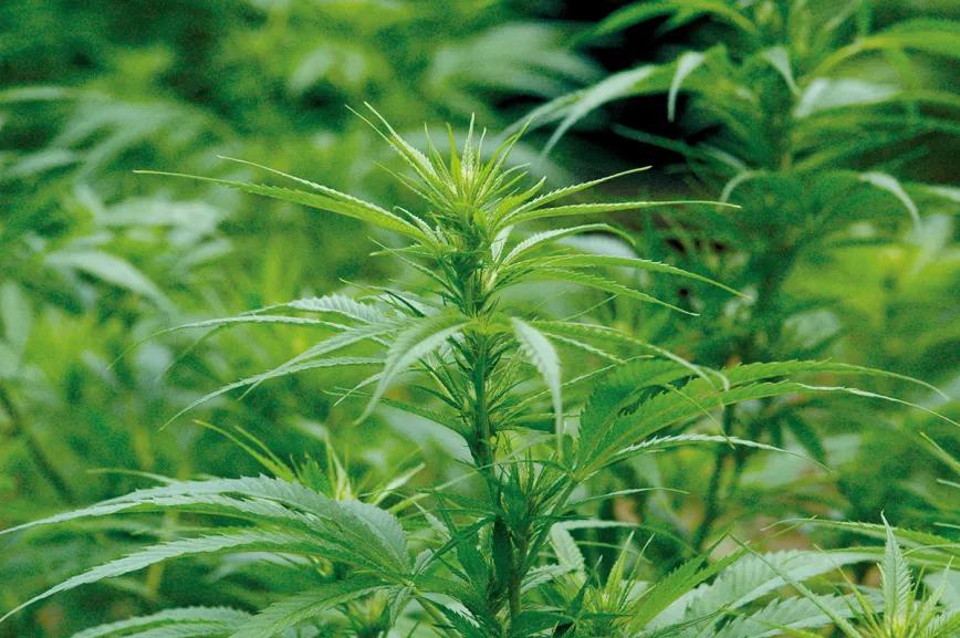 ¡Cosecha en julio!: la técnica de la floración forzada 