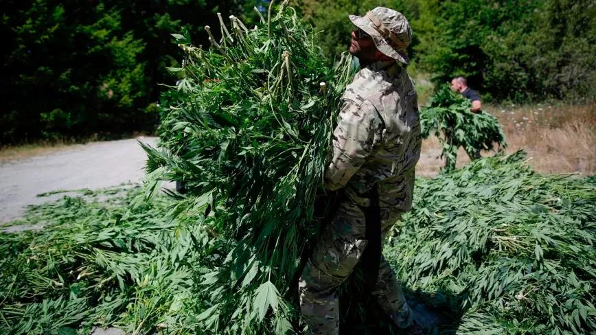 Incautan miles de plantas de cannabis cultivadas en parques nacionales de California