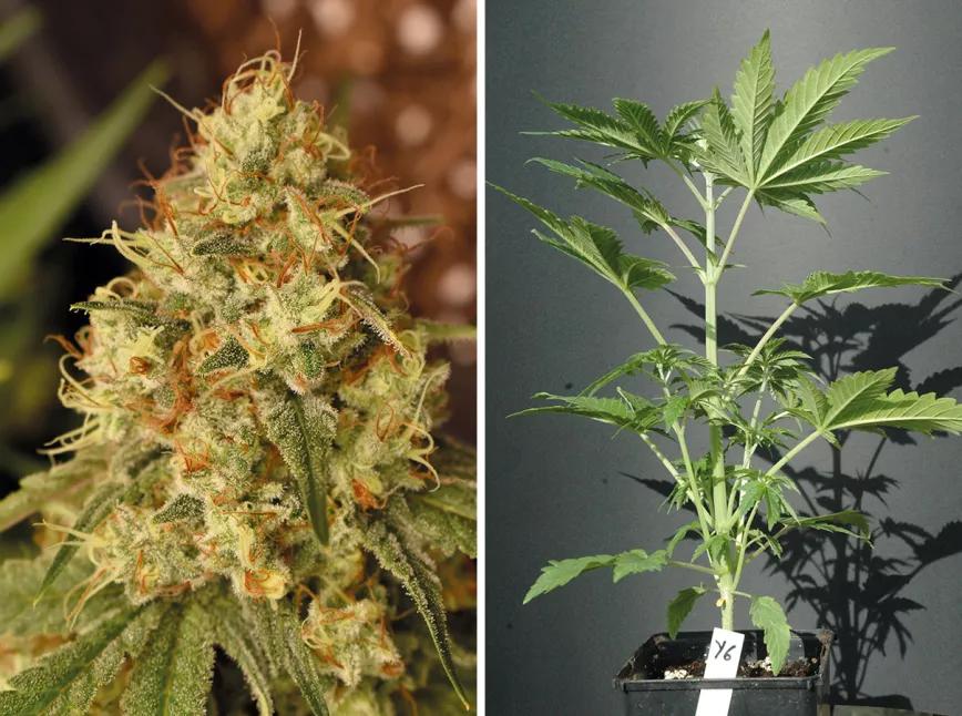 Cómo escoger a la campeona: guía para seleccionar una gran planta madre 