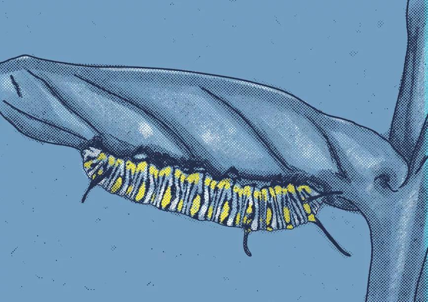 Orugas: ¡qué horror! 