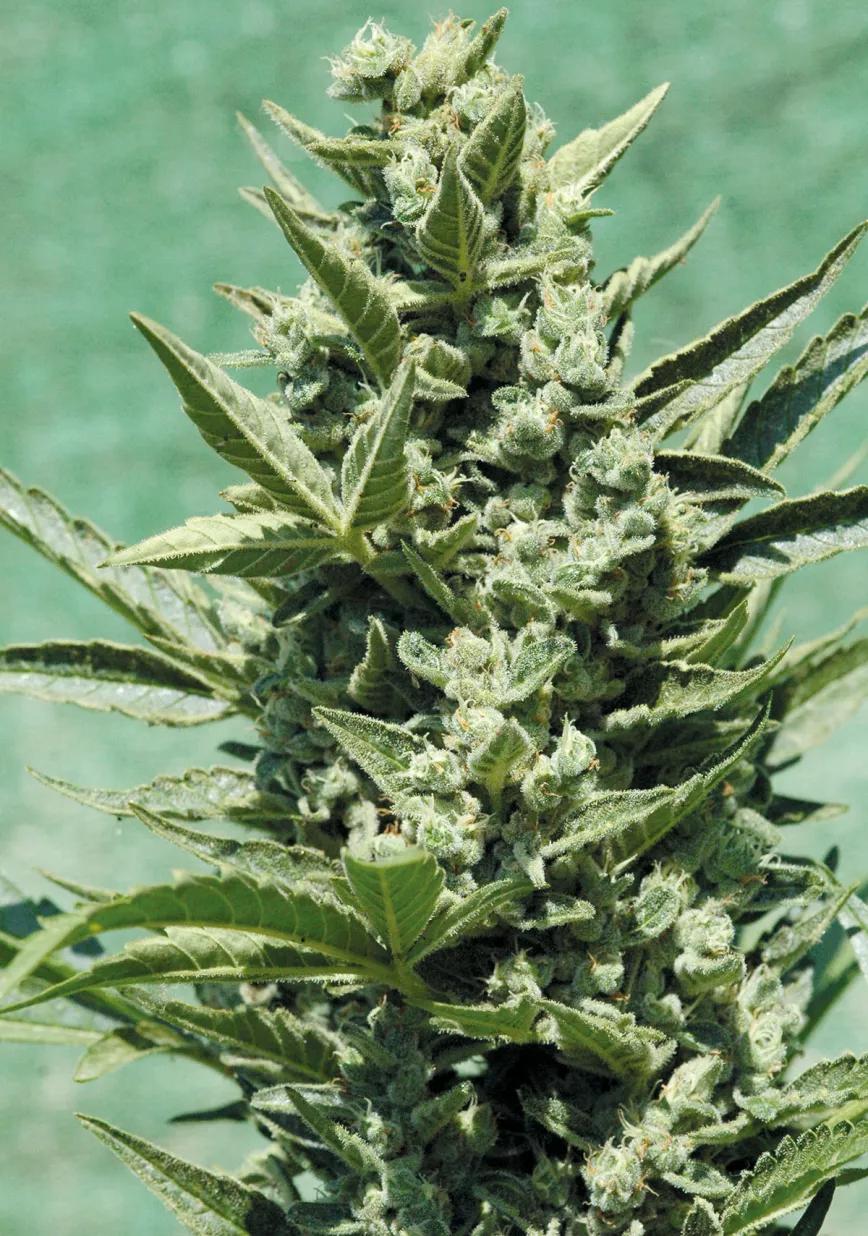 Variedades autoflorecientes: secretos de los cogollos automáticos