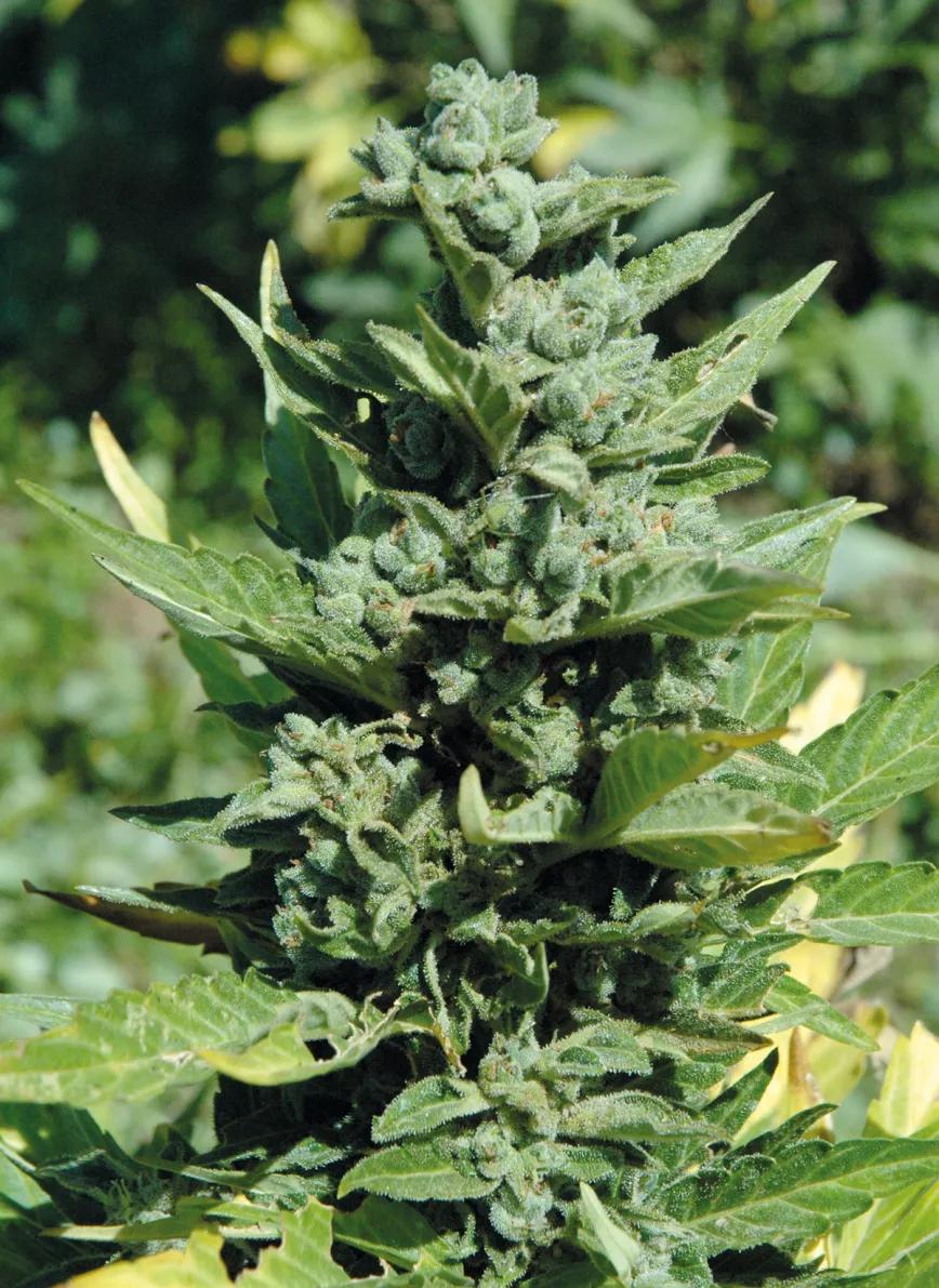 Variedades autoflorecientes: secretos de los cogollos automáticos 