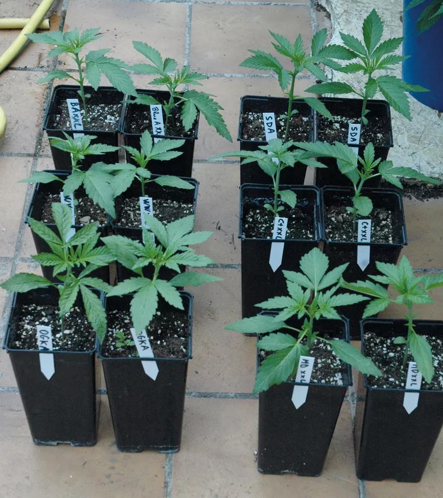 Variedades autoflorecientes: secretos de los cogollos automáticos 