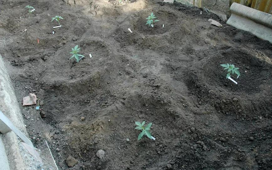 Variedades autoflorecientes: secretos de los cogollos automáticos 