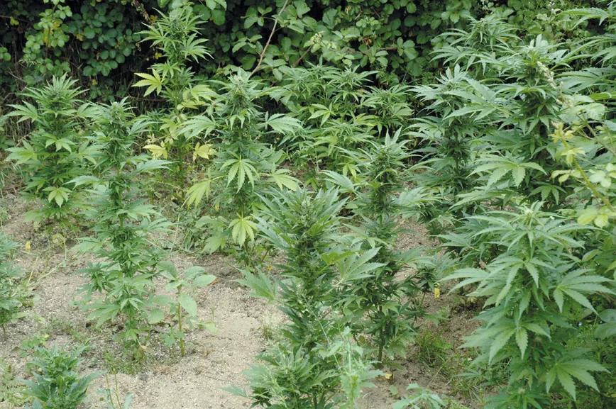 Variedades autoflorecientes: secretos de los cogollos automáticos 