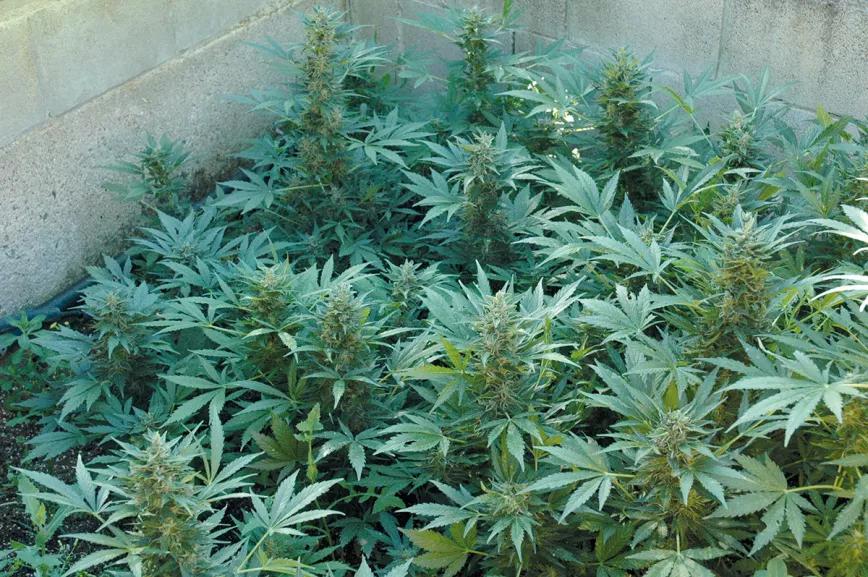 Variedades autoflorecientes: secretos de los cogollos automáticos 