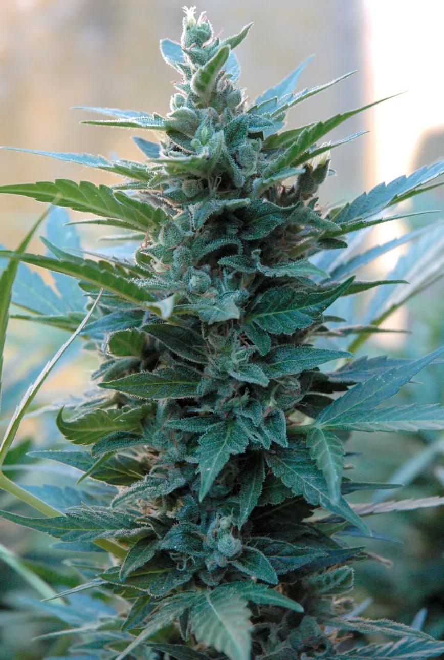 Variedades autoflorecientes: secretos de los cogollos automáticos 