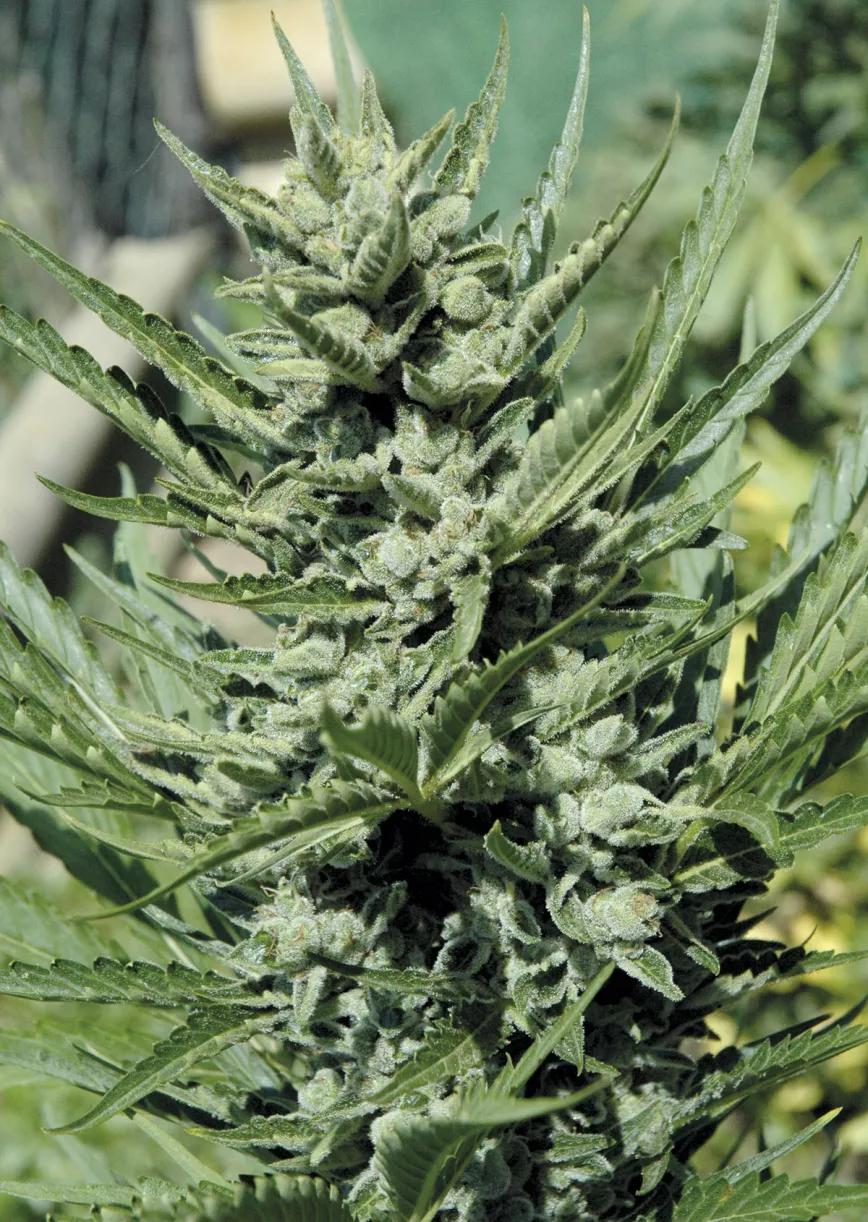 Variedades autoflorecientes: secretos de los cogollos automáticos 