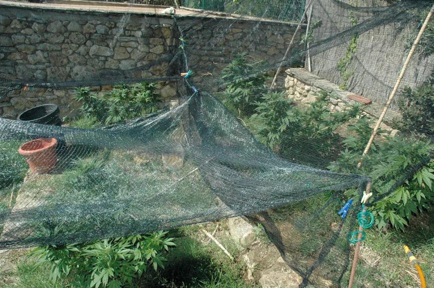 Plantas acaloradas: cómo detectar y combatir el estrés por calor 