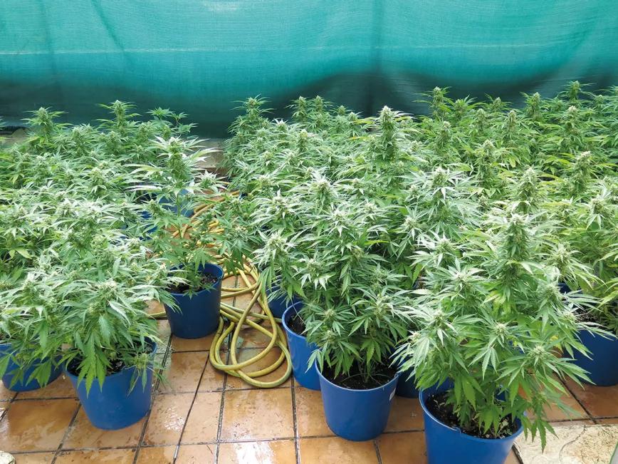 Plantas acaloradas: cómo detectar y combatir el estrés por calor 