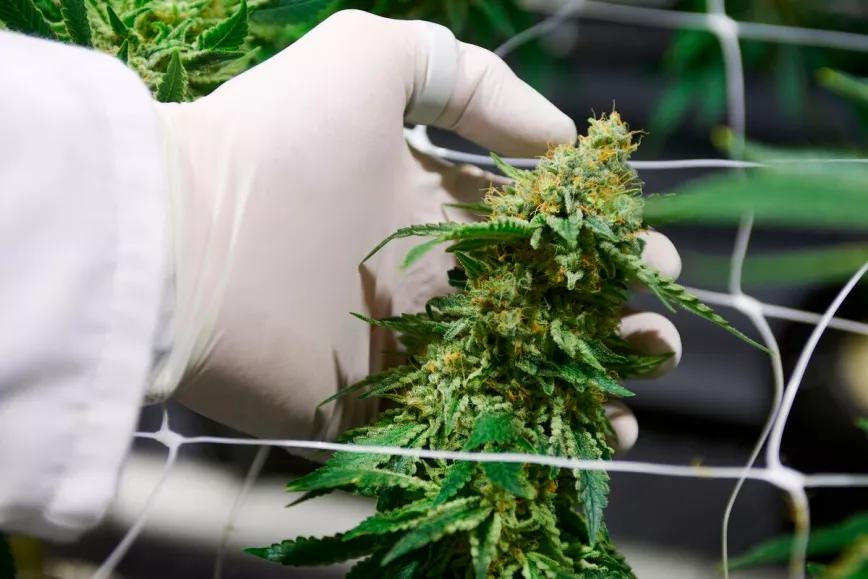 Colombia permitiría la venta de flores de cannabis para uso medicinal
