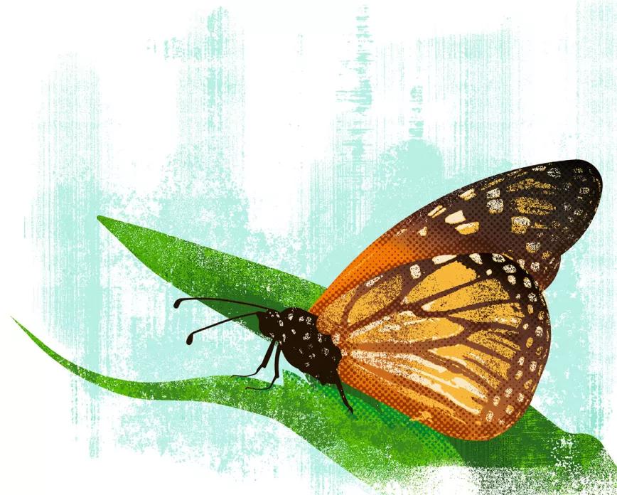 Harris/Waltz: la fórmula legalizadora 