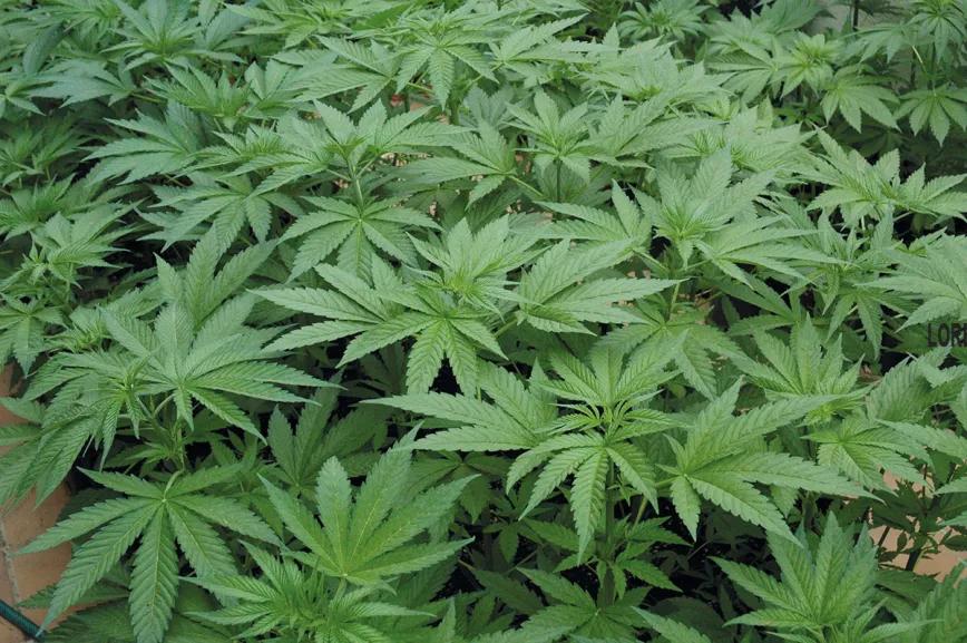 El agua en el cultivo: cómo influye el riego en las plantas 