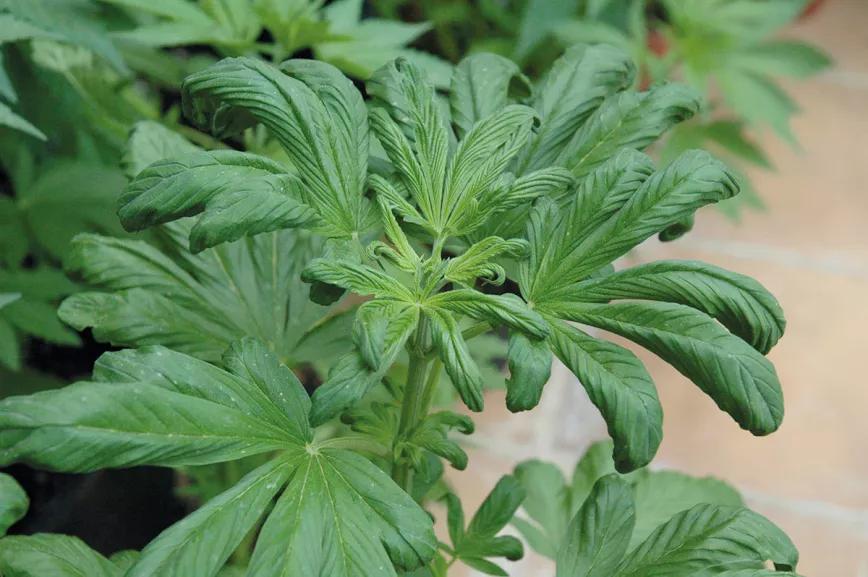 El agua en el cultivo: cómo influye el riego en las plantas 