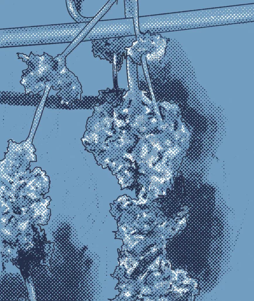 Maduración uniforme de los cogollos 