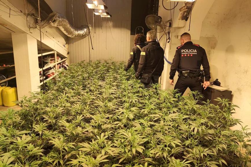 Endesa y los Mossos d’Esquadra utilizan Inteligencia Artificial para detectar cultivos de cannabis