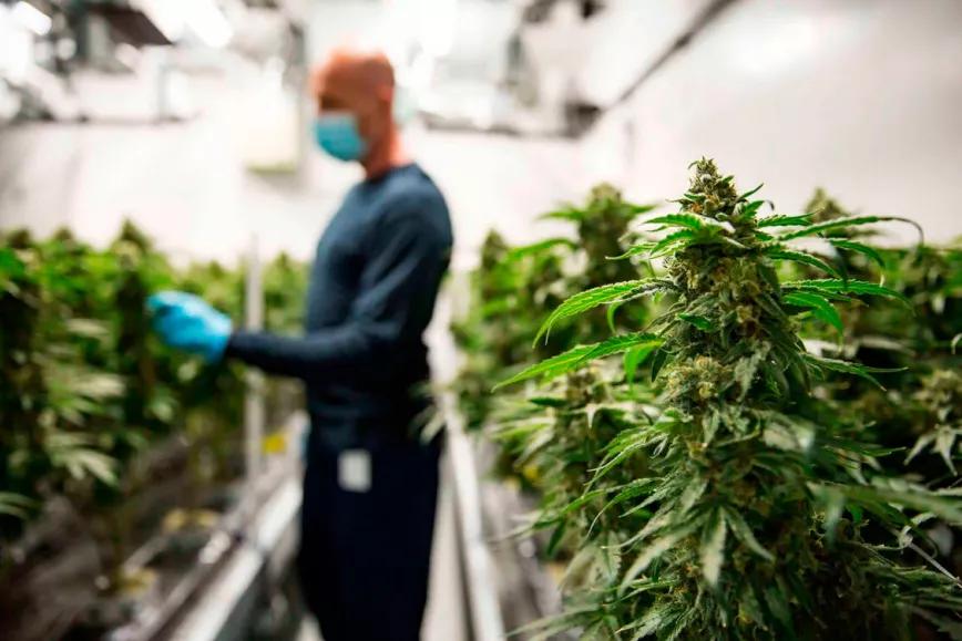 Uruguay aumenta las exportaciones de cannabis