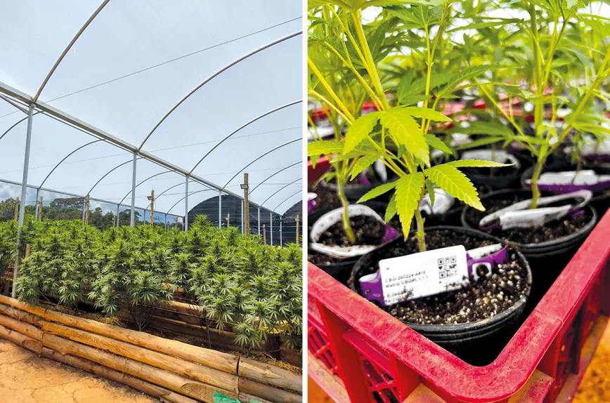 El imperio de la ‘maconha’. Por Santiago Carrillo