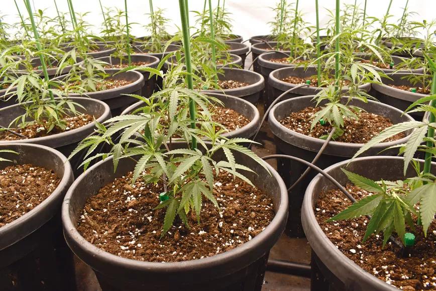 Diez trucos para automatizar un cultivo de interior