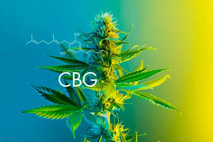 El CBG es un “agente terapéutico prometedor” para tratar el cáncer