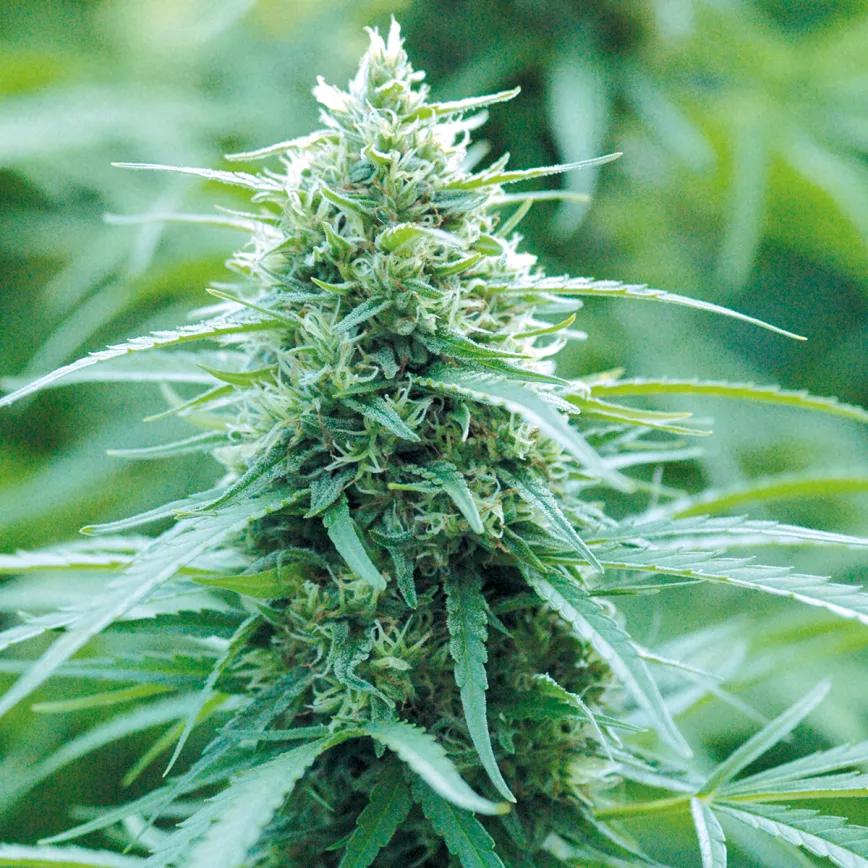 La relación entre las plagas y la nutrición: y otras técnicas para combatir los bichos sin usar pesticidas 