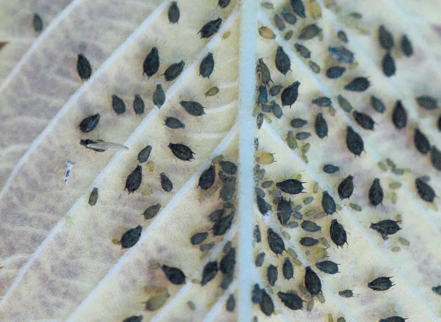 La relación entre las plagas y la nutrición: y otras técnicas para combatir los bichos sin usar pesticidas 