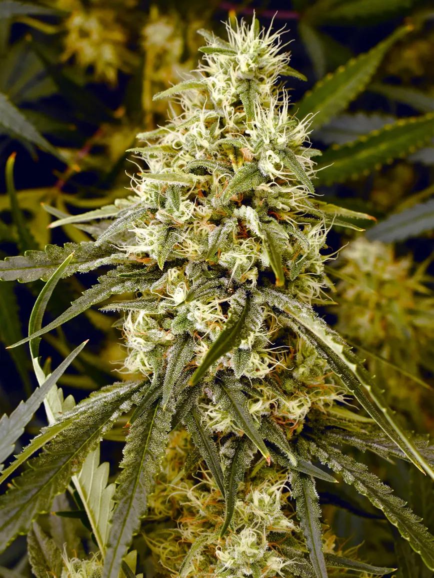 Guía para convertirse en catador de marihuana 