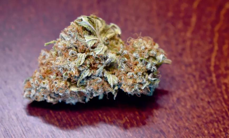 Miraremos y observaremos cada cogollo con detenimiento, intentando captar toda la información que puede ofrecernos. 