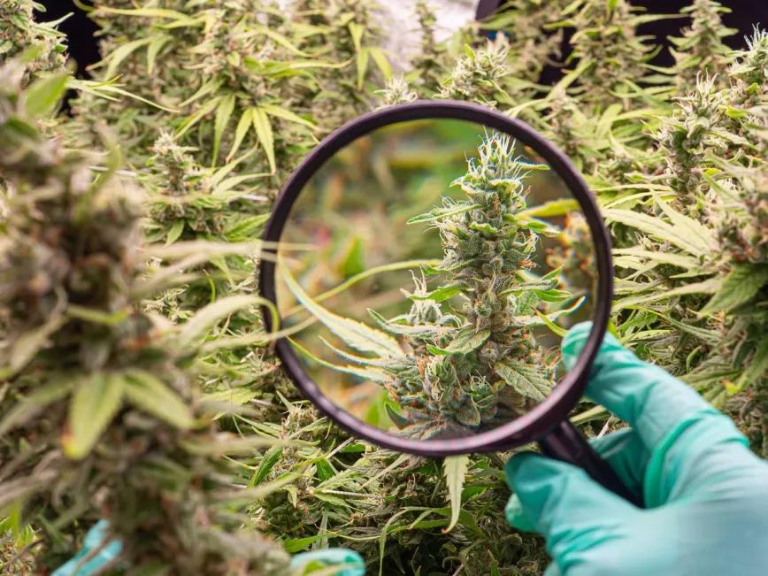 Los terpenos podrían utilizarse para tratar la fibromialgia y el dolor posoperatorio