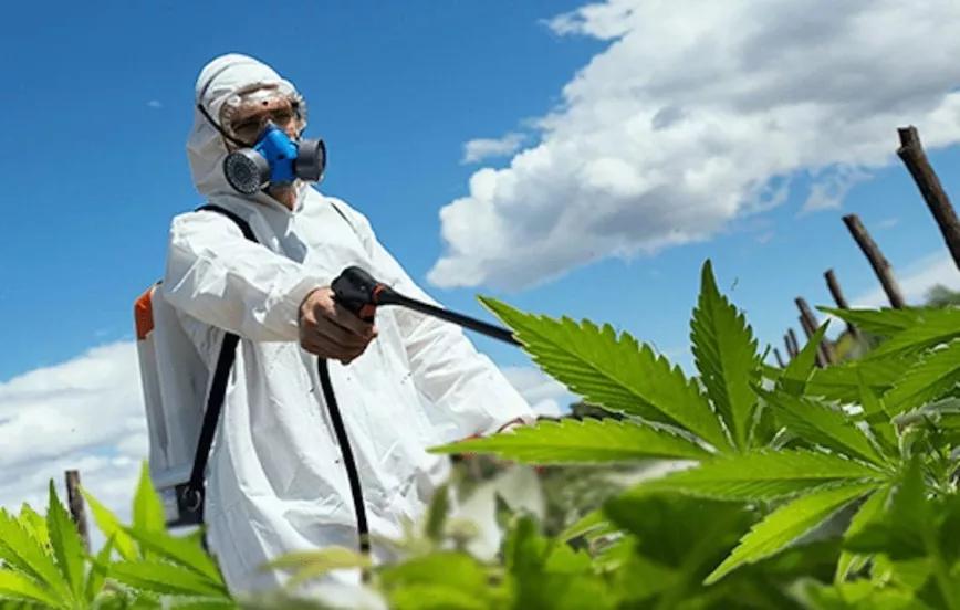 Qué pesticidas se pueden utilizar en la industria del cannabis de California