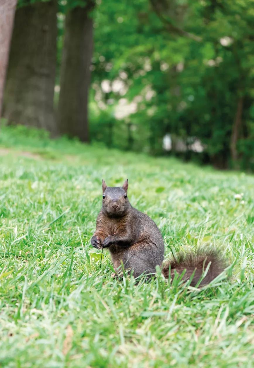 New York City o la manifestación de la psique