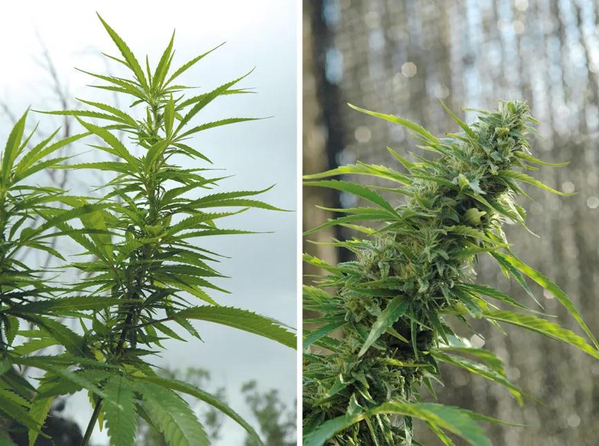 La cosecha de las sativas en exterior: trucos y claves 