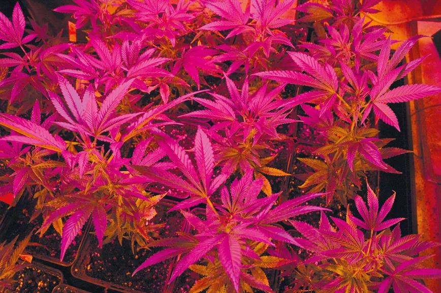 Entender la iluminación en interior para tener buenas cosechas