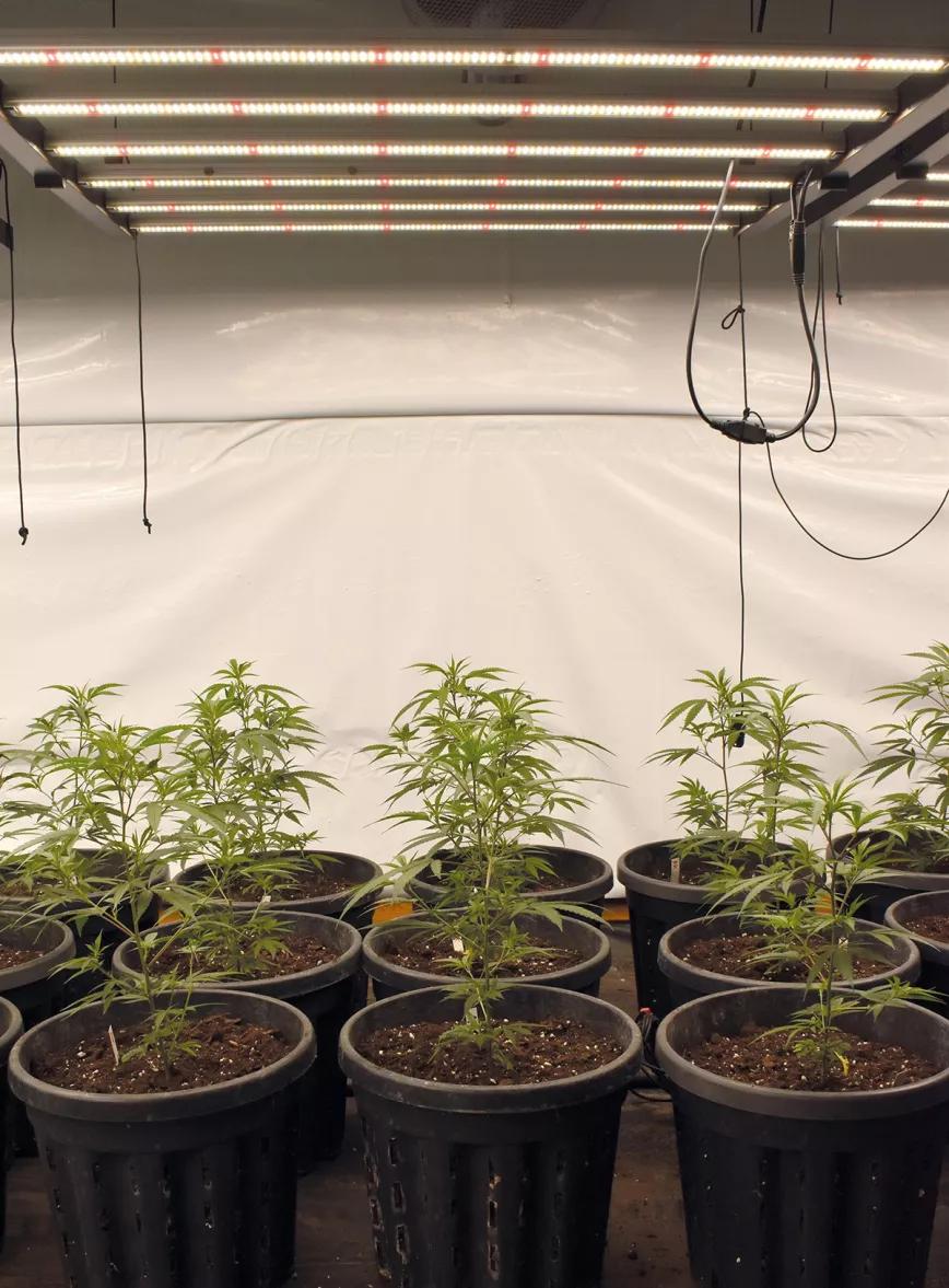 Entender la iluminación en interior para tener buenas cosechas