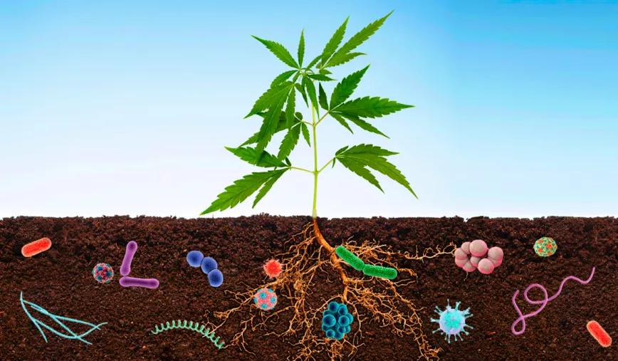 Los microbios mejoran la producción del CBD y fibras en las plantas de cáñamo