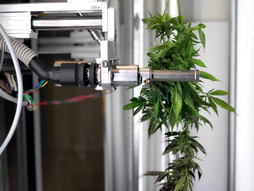 La inteligencia artificial ya es capaz de manicurar las flores de cannabis