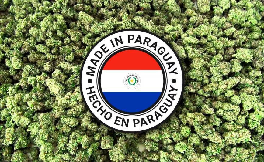 Paraguay exportará 4 toneladas de flores de cannabis a Suiza