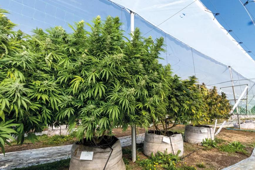 ¿Qué pasa con la marihuana en Chile? Por Carlos Martínez Rentería