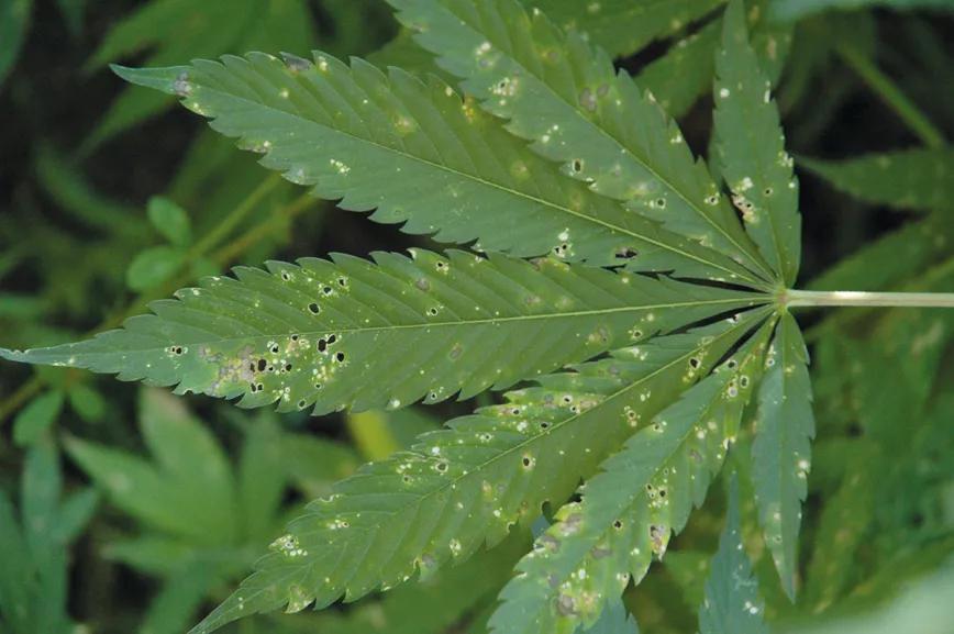 Hojas descoloridas en las plantas