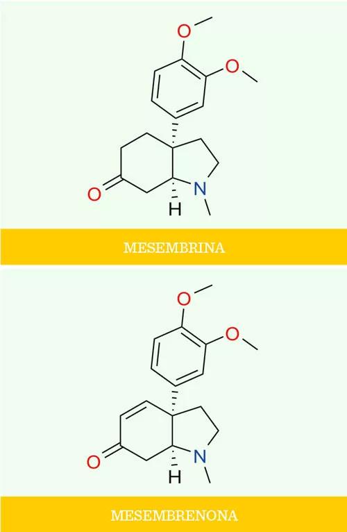 La kanna, una suculenta africana para las enfermedades del alma 