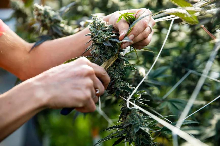 Los salarios de la industria del cannabis cayeron hasta un 8%