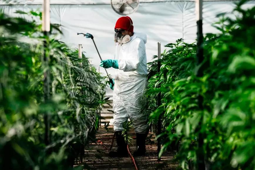 Se profundiza la crisis de la industria del cannabis en California