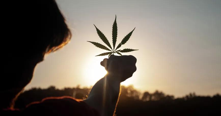 La importancia del control de temperatura en el cultivo de marihuana: tecnología y cuidados