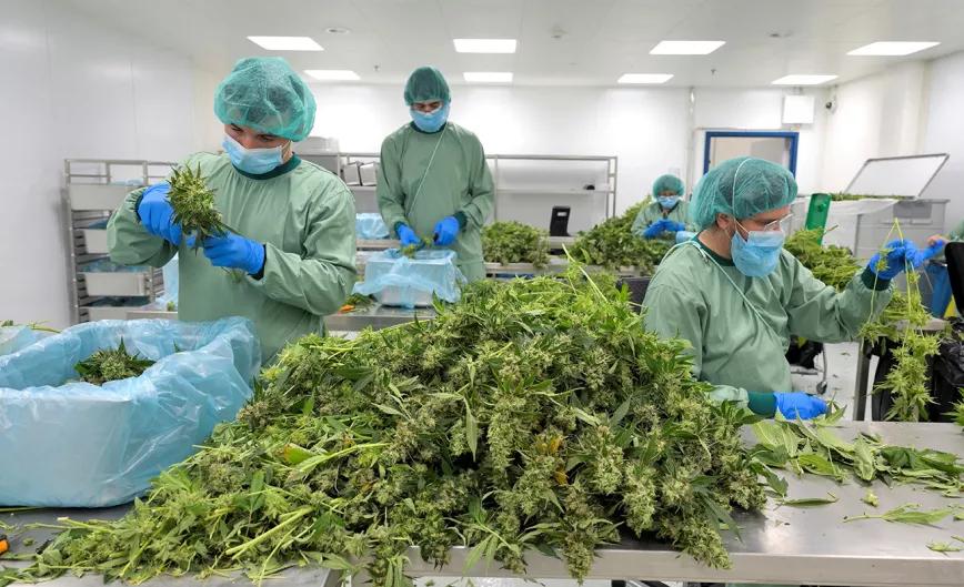 Alemania aumenta sus importaciones de cannabis