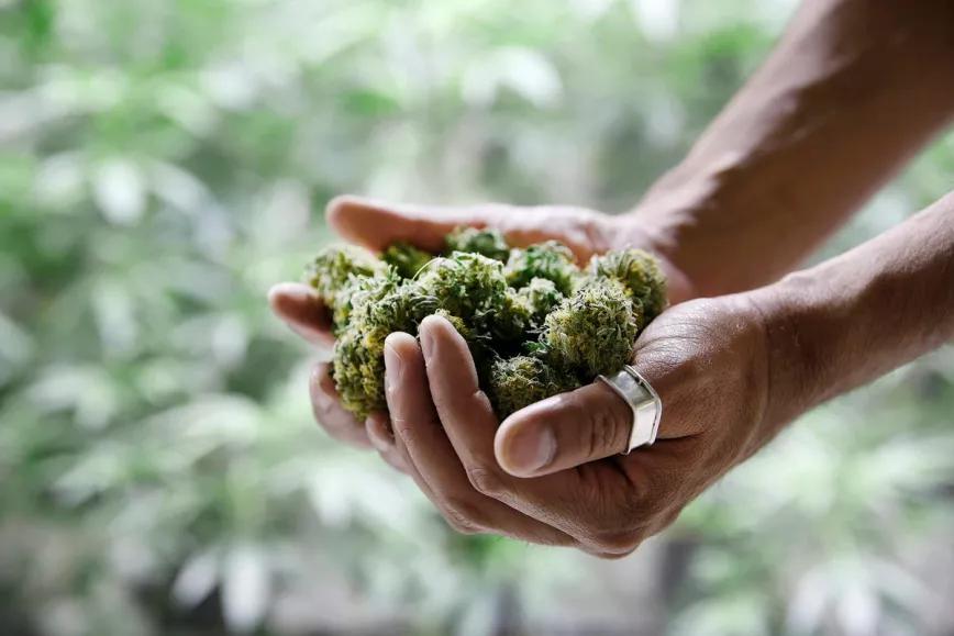 California entregará más de 18 millones de dólares para que personas afectadas por la prohibición puedan ingresar a la industria del cannabis