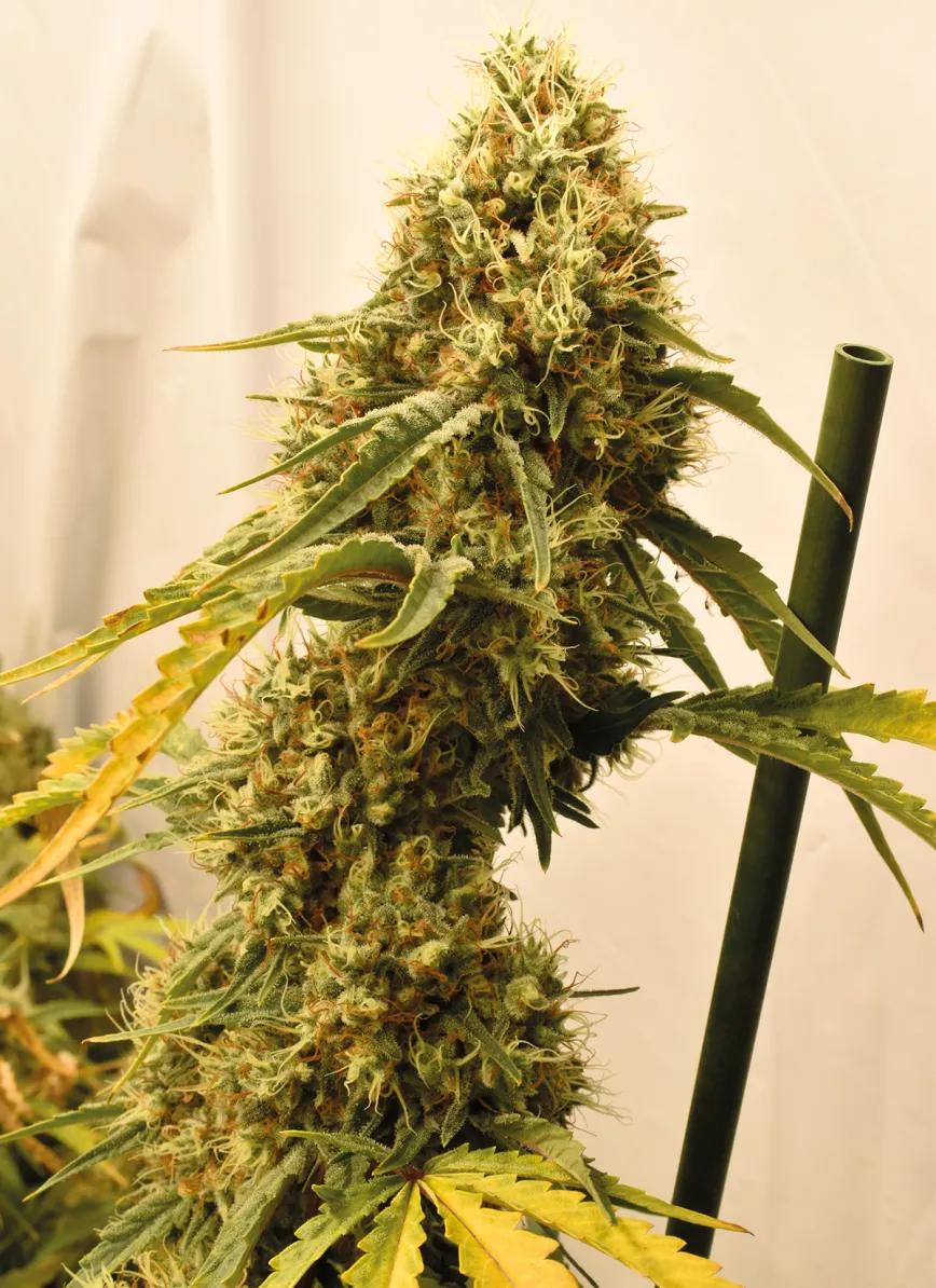 Las ventajas de tener una planta madre: cómo prescindir de las semillas y siempre cosechar lo mejor 