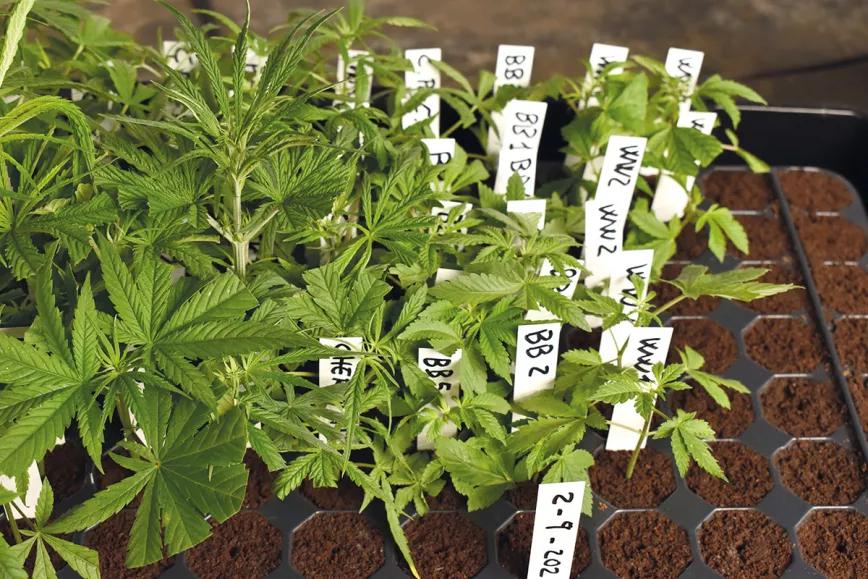 Las ventajas de tener una planta madre: cómo prescindir de las semillas y siempre cosechar lo mejor 