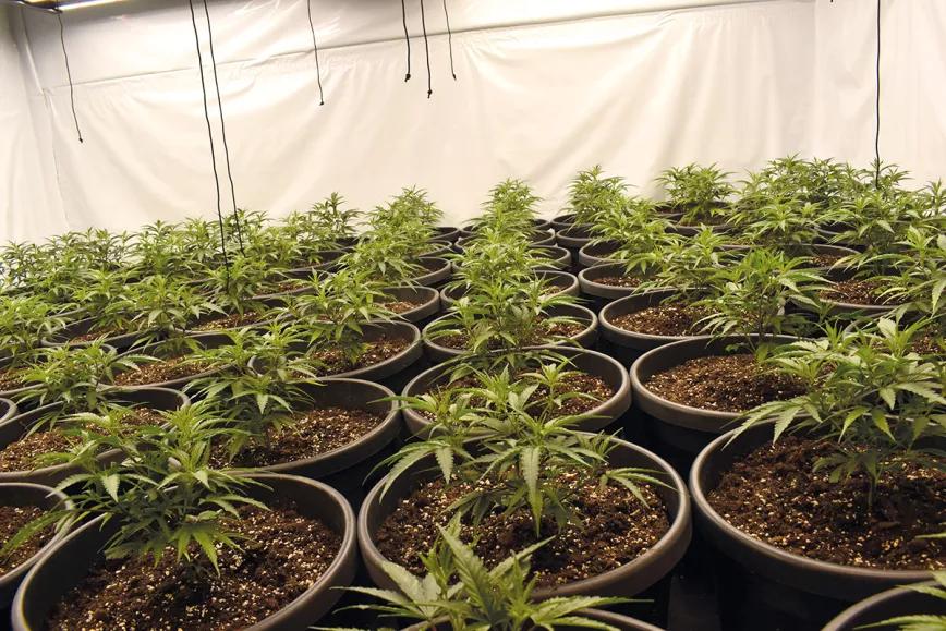 Las ventajas de tener una planta madre: cómo prescindir de las semillas y siempre cosechar lo mejor 