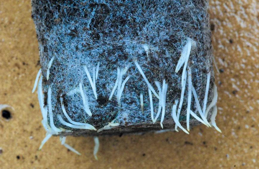 Las ventajas de tener una planta madre: cómo prescindir de las semillas y siempre cosechar lo mejor 